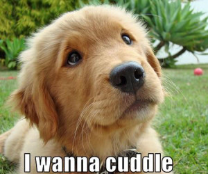 7 i just want to cuddle puppy help me find love